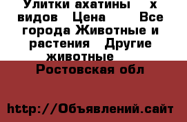 Улитки ахатины  2-х видов › Цена ­ 0 - Все города Животные и растения » Другие животные   . Ростовская обл.